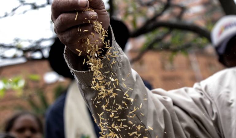 Los 220 mil productores de arroz en peligro de desaparecer