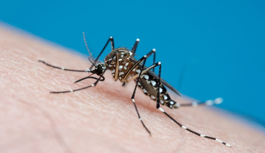 Se registran alrededor de 6.000 casos de dengue en el Tolima