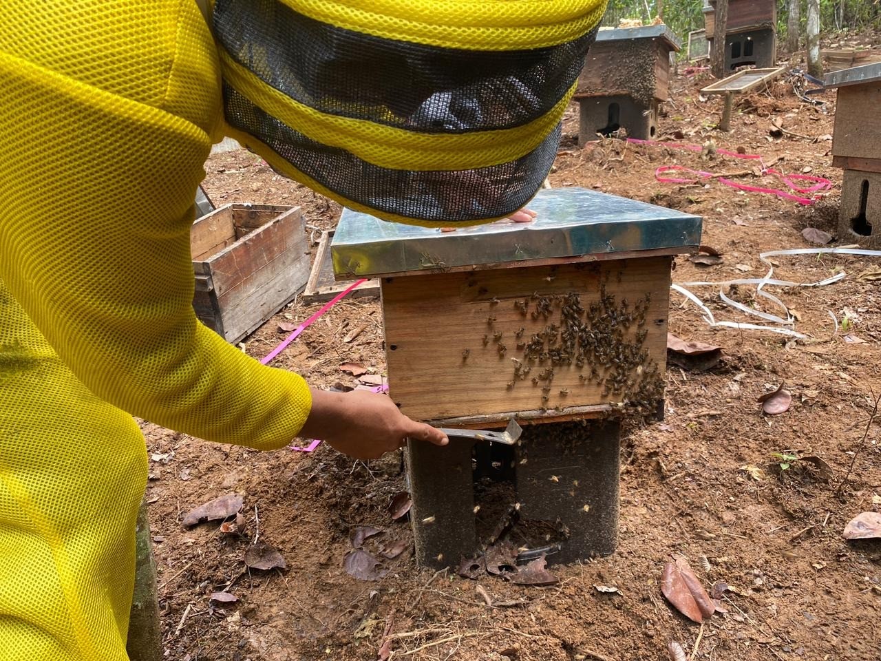 20 de mayo: Día Mundial de las Abejas