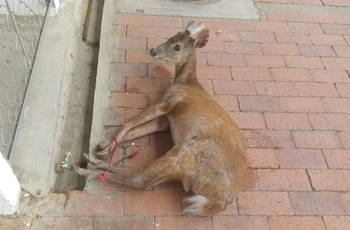 Aparece venado en la terminal de transporte de Melgar