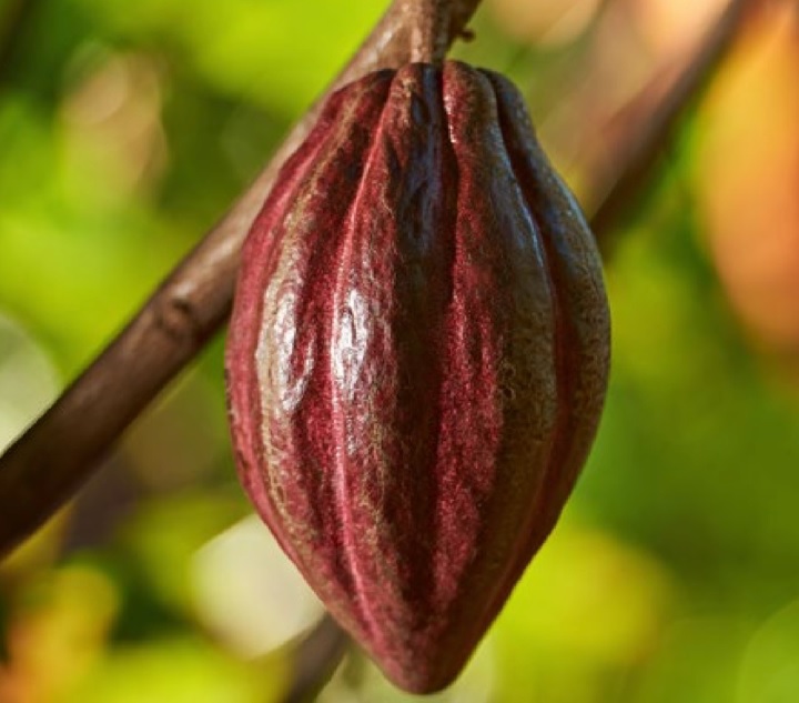 Tolima, quinto productor de cacao en Colombia