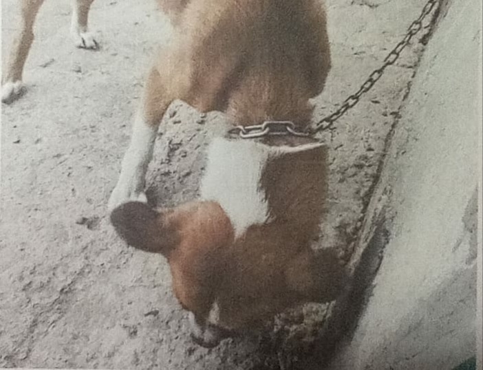 Sanción por maltrato animal