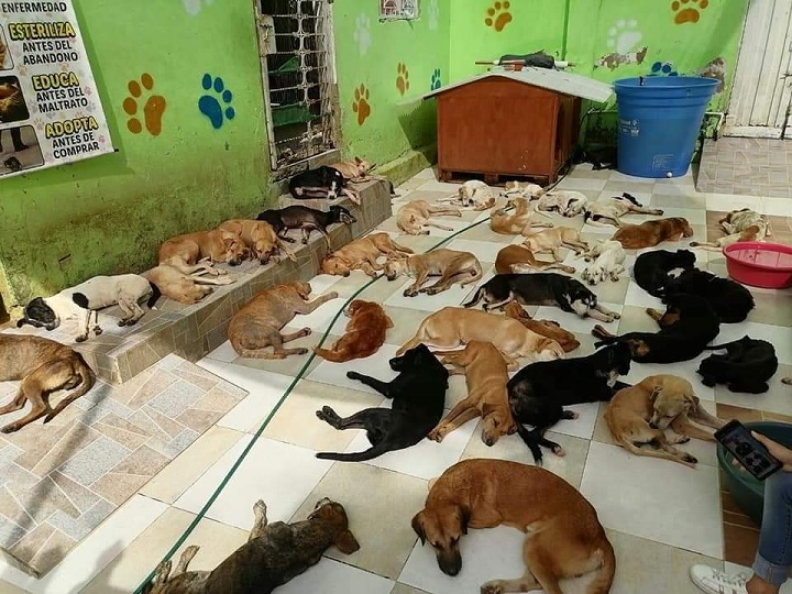 Alcalde de Flandes ordena desalojar predio que alberga a 100 animales vulnerables