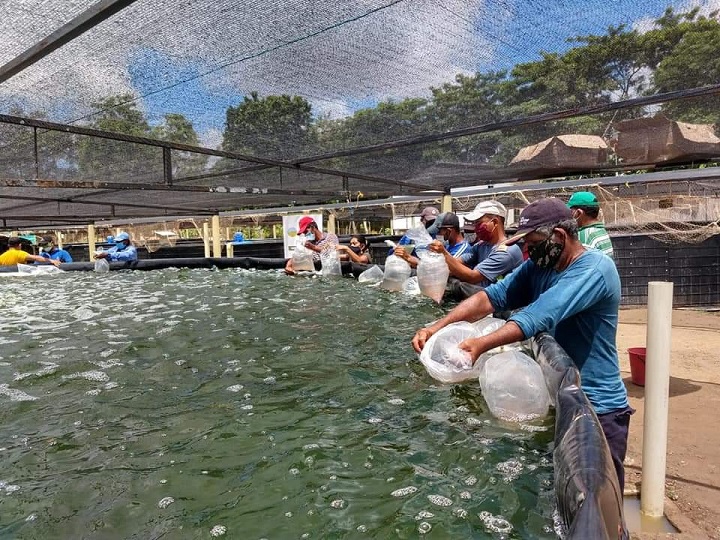 Proyectos Productivos Integrales del sector agrícola avanzaron en el Tolima