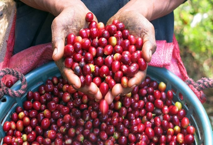Colombia superó producción de café en el 2020