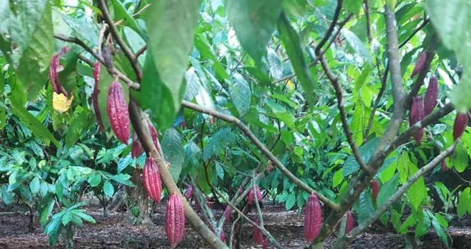 El cacao, un cultivo que se afianza
