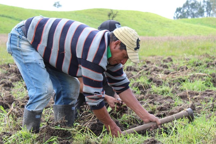 Los campesinos de Murillo harán una 'gran papatón' en Ibagué