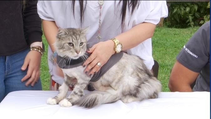 Romeo, el primer gato en tener marcapasos en Colombia.