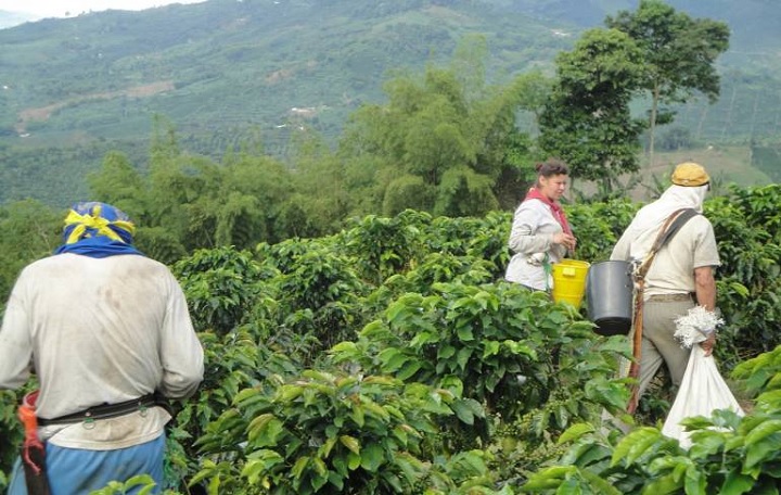 Dignidad Agropecuaria reclama seguridad sanitaria en zonas cafeteras