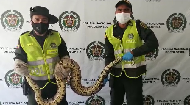 Policía ambiental pone a salvo boa constrictor