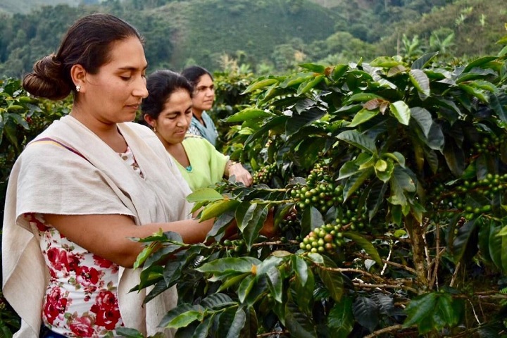 Planta de café en Planadas