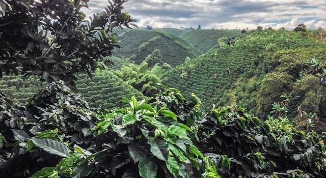 El reto de los cafeteros tolimenses