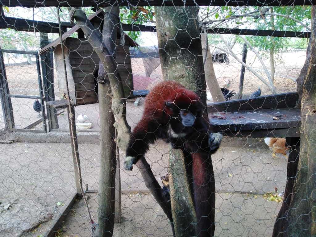 Recuperado mono tití, especie en vía de extinción