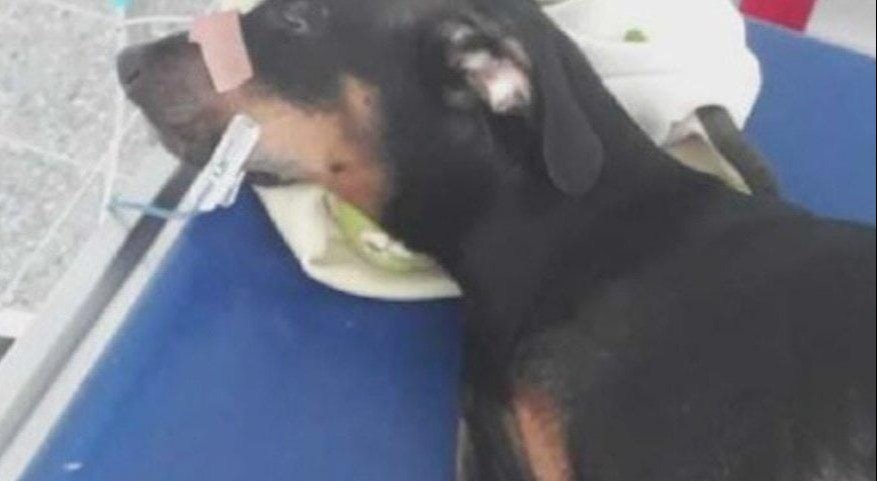 A juicio el hombre que le habría causado la muerte a una perra en Ibagué