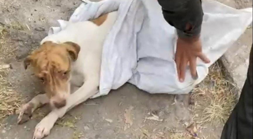 Abandonaron a un perro dentro de un costal en Ibagué
