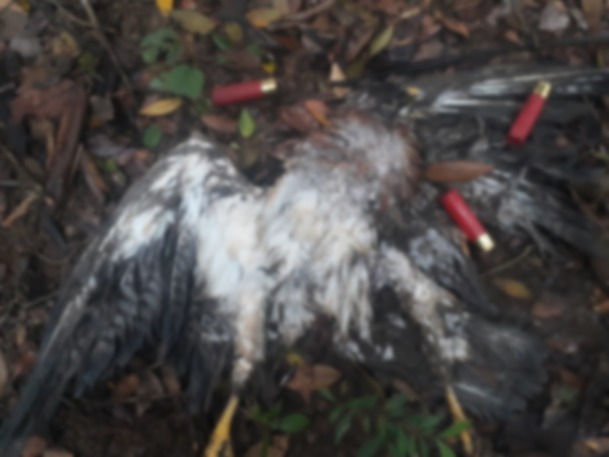 Aberrante matanza de águilas cuaresmeras en el Tolima
