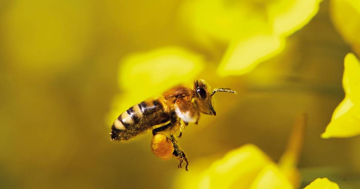Abren concurso de canto sobre la protección de las abejas