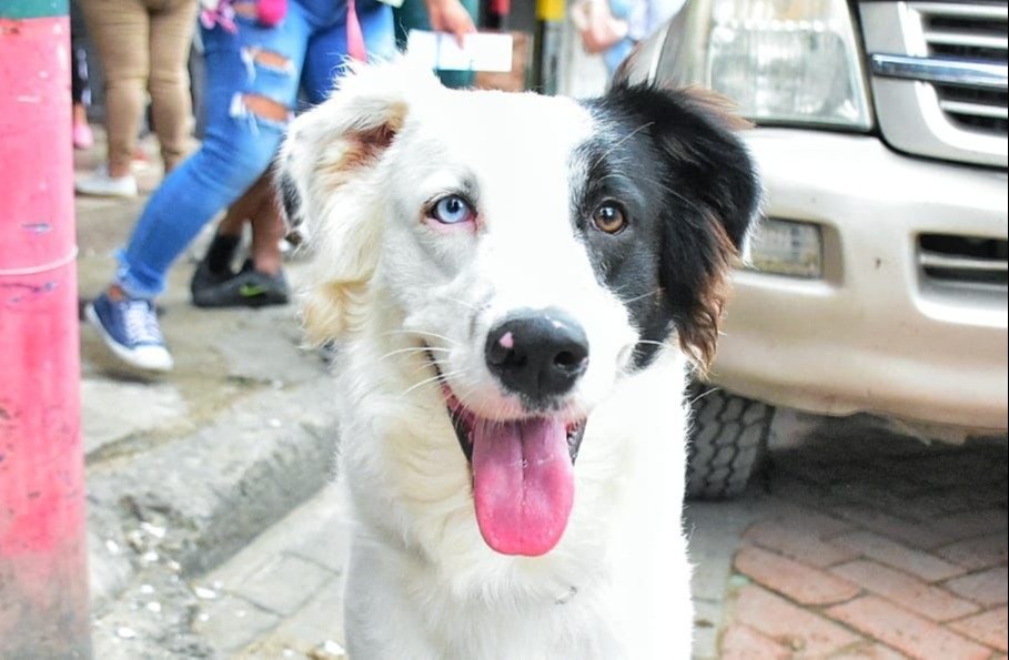Agéndese, hoy la Huella Animal llega a la Comuna 10