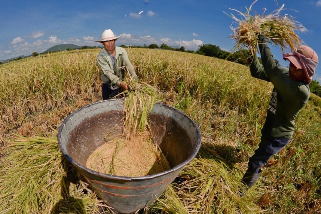 No hay quién compre arroz