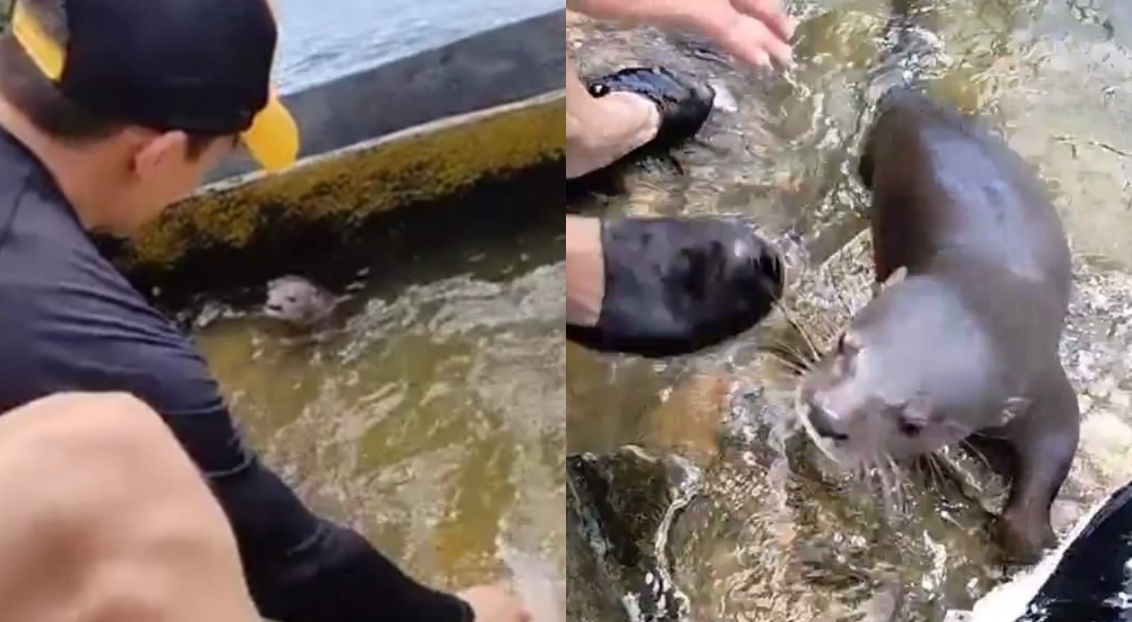 Animalistas temen por la vida de 'Pepe', la nutria de la represa de Prado
