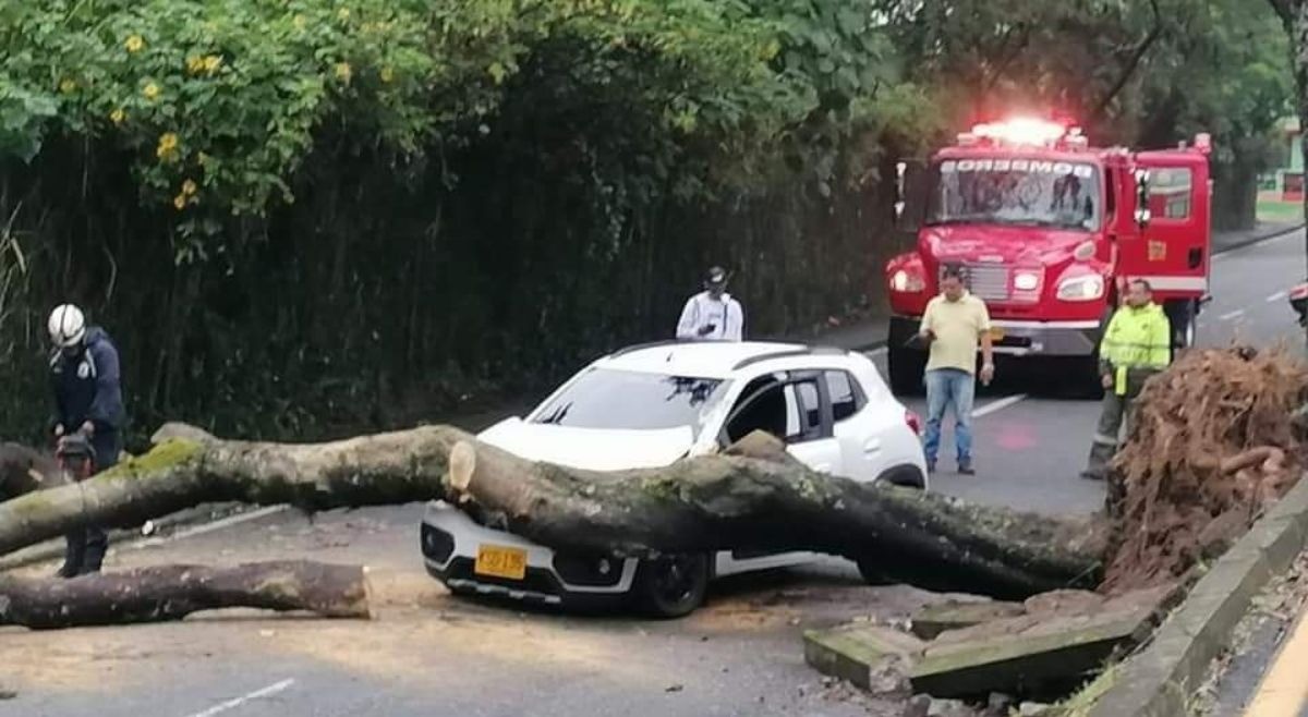 Cinco barrios afectados y un árbol derrumbado por tormenta eléctrica en Ibagué