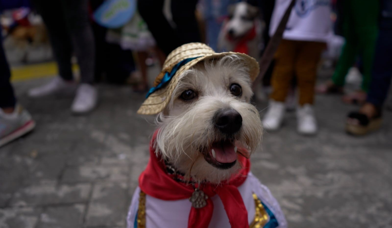 Así puede participar en el segundo Desfile Sampedrino de Mascotas