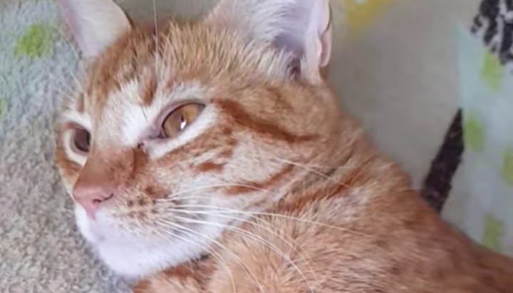 Autoridades buscan al joven que habría asesinado un gato en Ibagué
