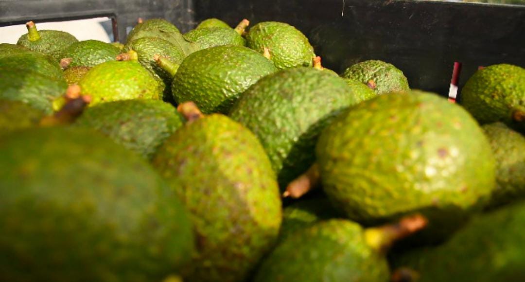 Avanza proyecto de adecuación de predios para exportación en Fresno