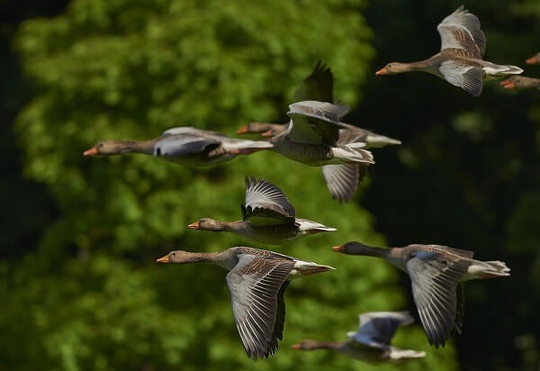 Ríoblanco, lugar de avistamiento de aves migratorias