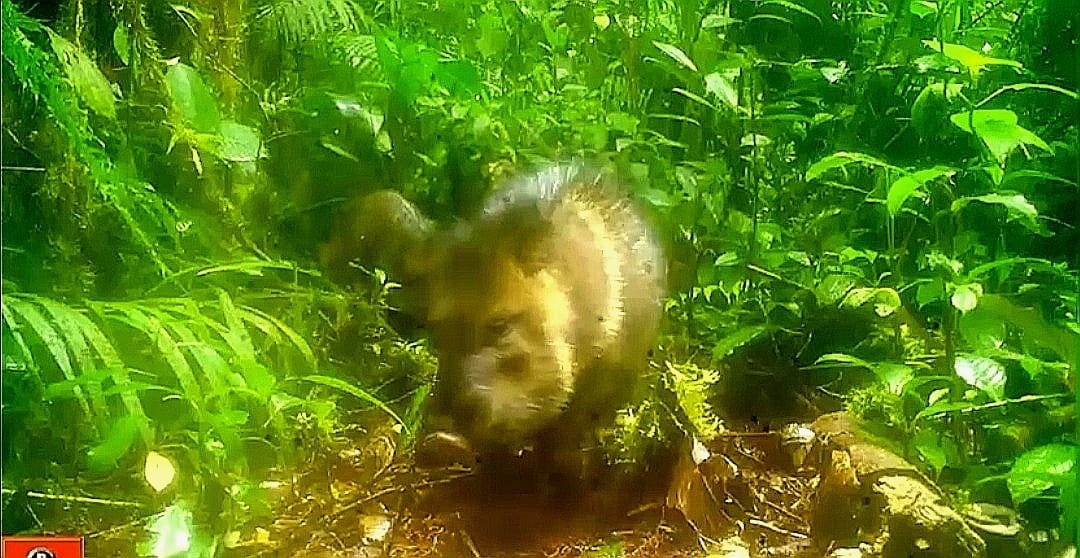 Avistan nuevas especies de mamíferos en el Bosque de Galilea