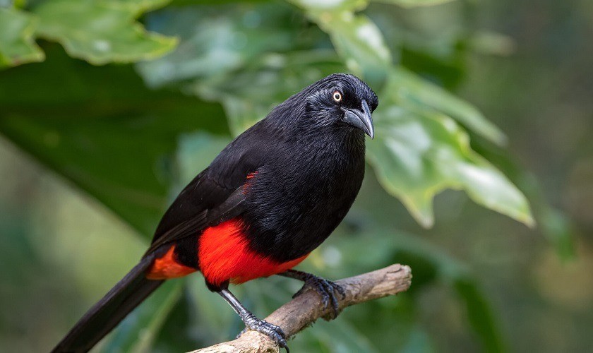 Unibagué con registro de protección para avistamiento de aves