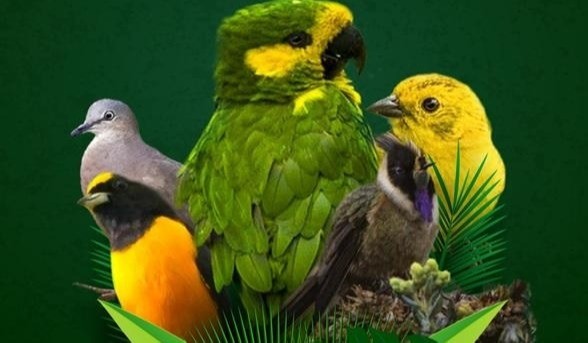 Aprenda a ilustrar la biodiversidad del Tolima de manera gratuita