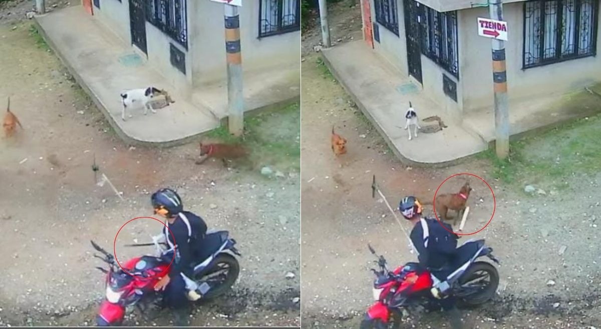 Buscan a motociclista que le propinó un machetazo a una perra en Ibagué