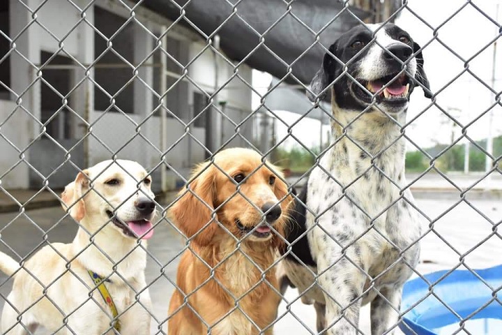 La cuarentena disparó el abandono y maltrato a mascotas en lbagué