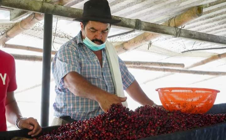 Café Especial del Tolima, cada vez más reconocido en los mercados mundiales