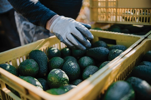 Cafeteros piden regular cultivos de aguacate Hass
