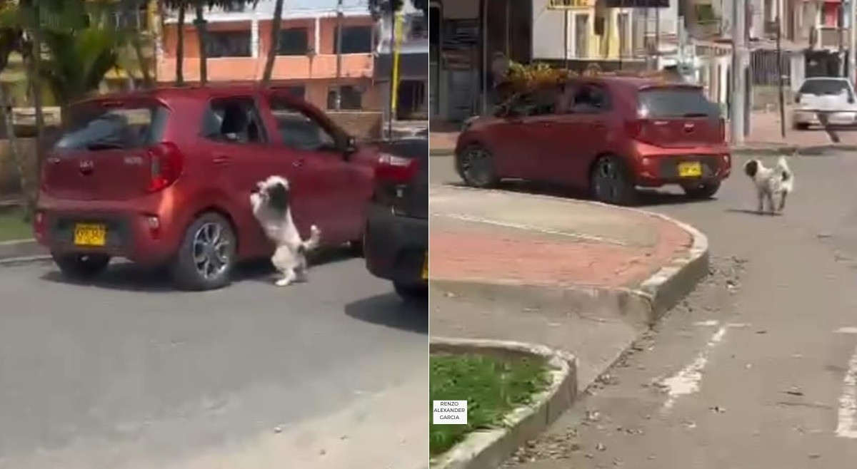 Captan en video el presunto abandono de un perrito en las calles de Ibagué