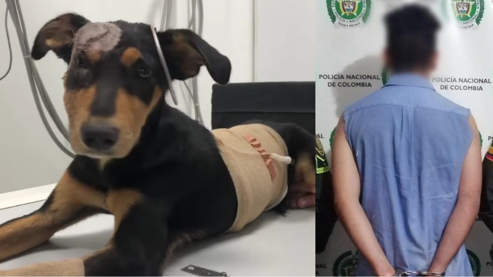 Capturan al hombre que atacó con un machete a un perro en Ibagué