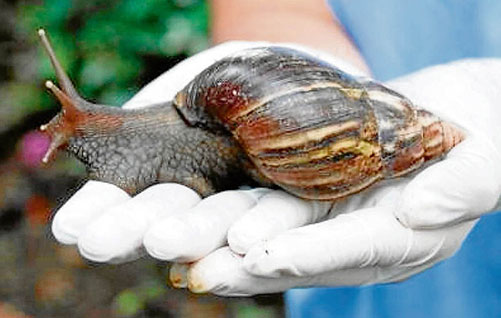 Recomendaciones para prevención, manejo y control del caracol africano