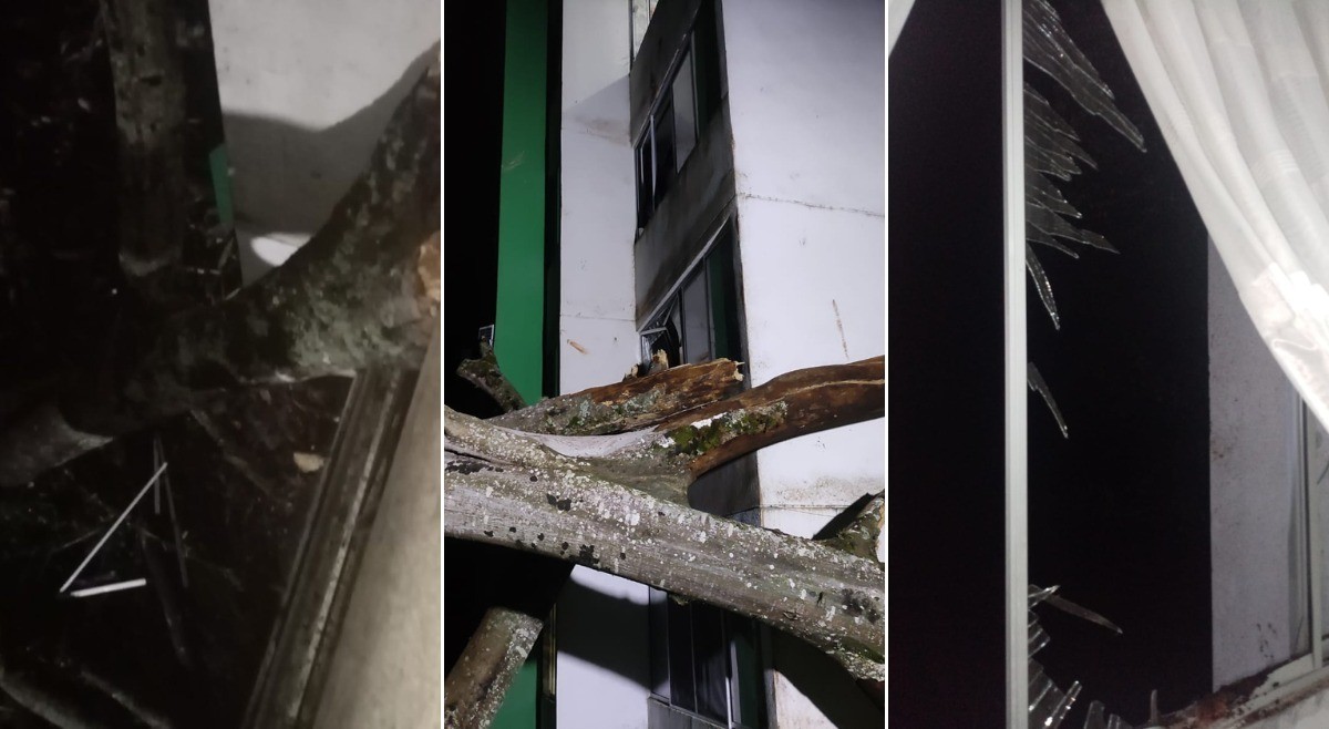 Cayó árbol protegido por MinAmbiente en Ibagué, culpan a Construcciones JF