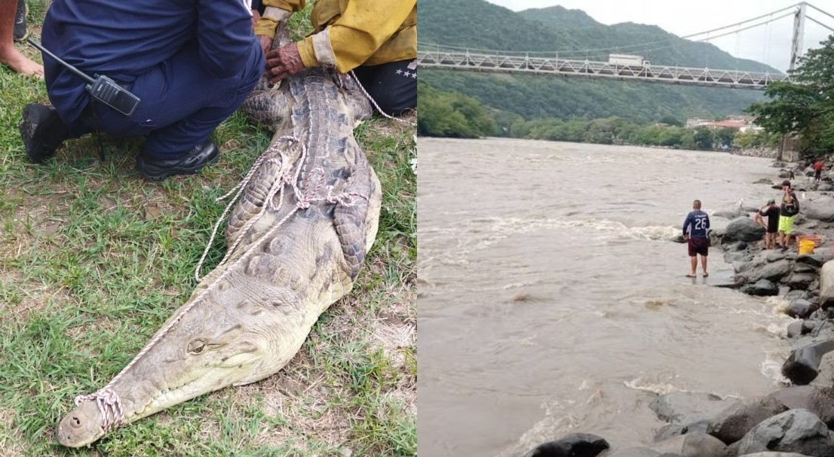 Cocodrilo fue rescatado y liberado en río Magdalena cerca de Honda