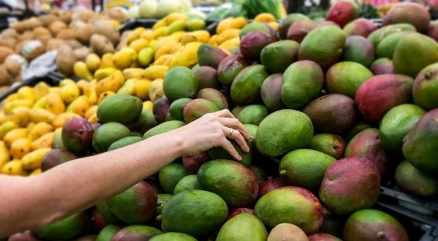 Colombia exporta mango de azúcar hacia Estados Unidos