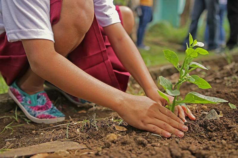 Colombia sembrará cuatro millones de árboles nativos por el Día de la Tierra