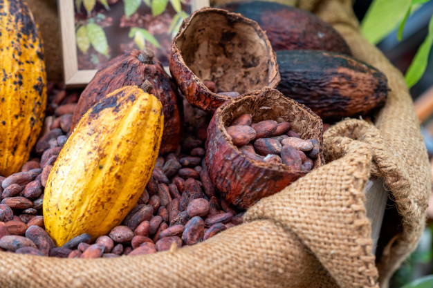 Comercialización internacional del cacao del Tolima
