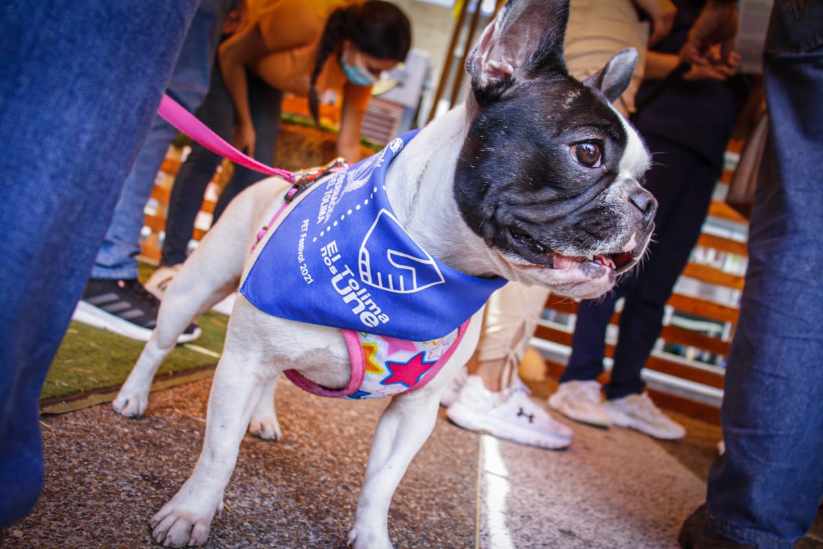 Comité de bienestar animal comenzó a operar en el Tolima