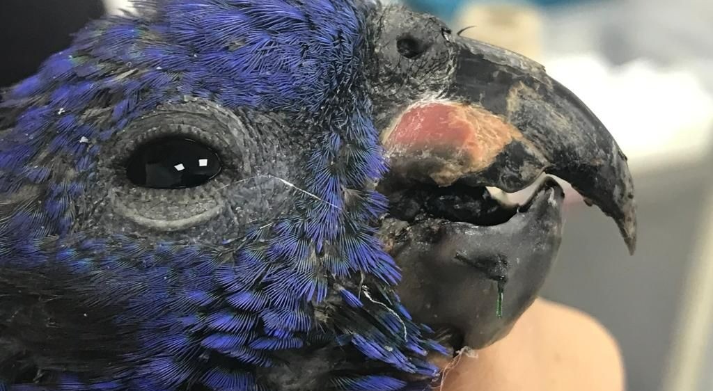 Con cirugía reconstructiva salvan a loro cabeciazul
