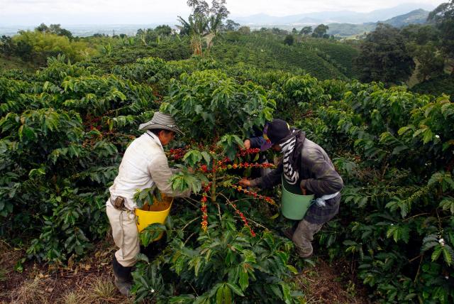 Convenio para renovación de cafetales y nuevas siembras se firma en el Tolima