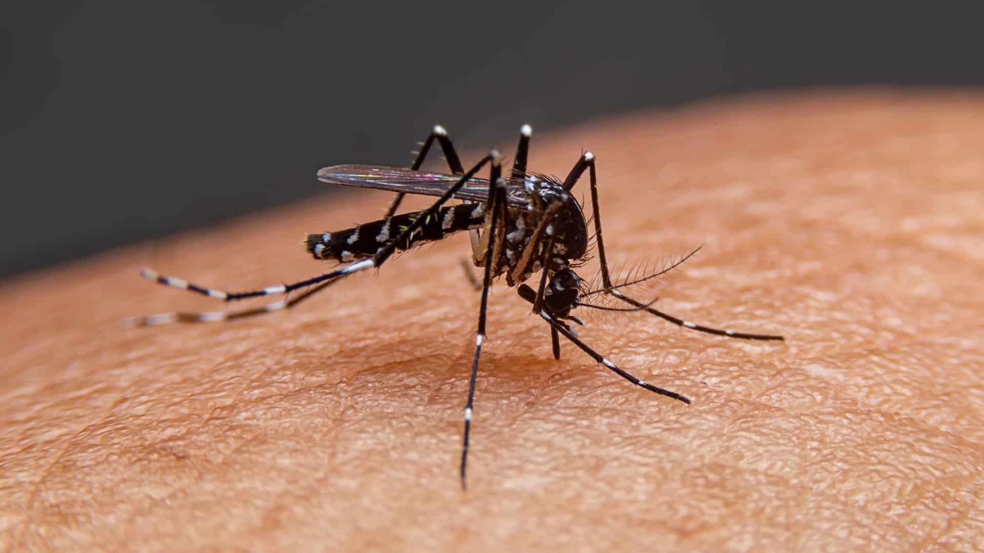 Crece número de casos de dengue