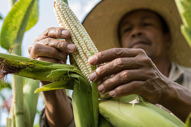 Instalarán en el Tolima planta procesadora de maíz