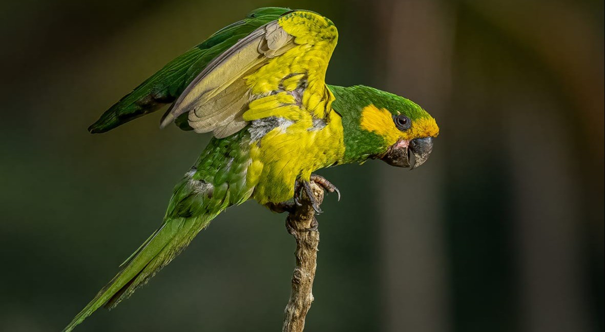 Curso gratis para avistamiento de aves